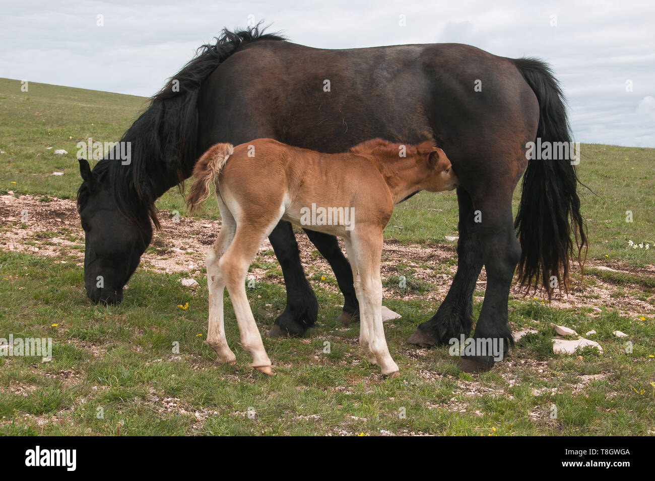 Baby Fohlen säugen Milch von ihrer Mutter Pferd Stockfoto