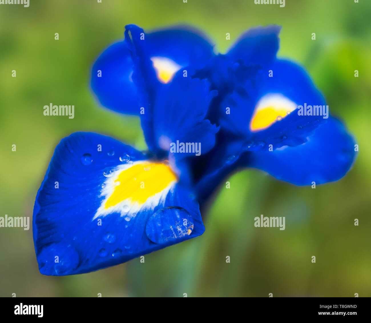 Regen fällt auf eine schöne Saphir blau und gelbe Iris Blume. Eine große Regentropfen auf dem Blütenblatt Fang das Licht abgerechnet. Die Kanten der Peta Stockfoto