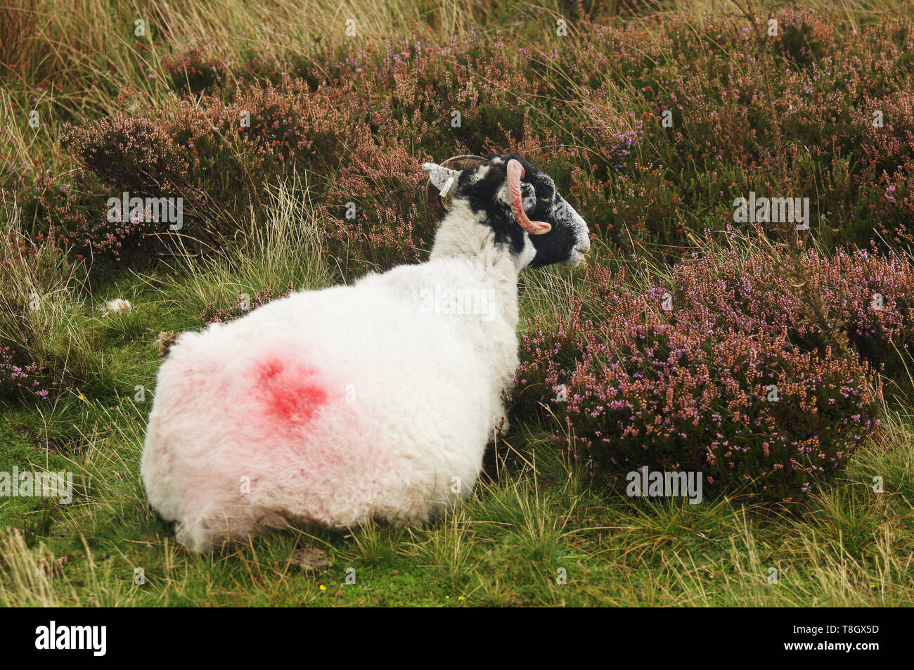 Single ram Sitzen aufliegt und auf Feld Stockfoto