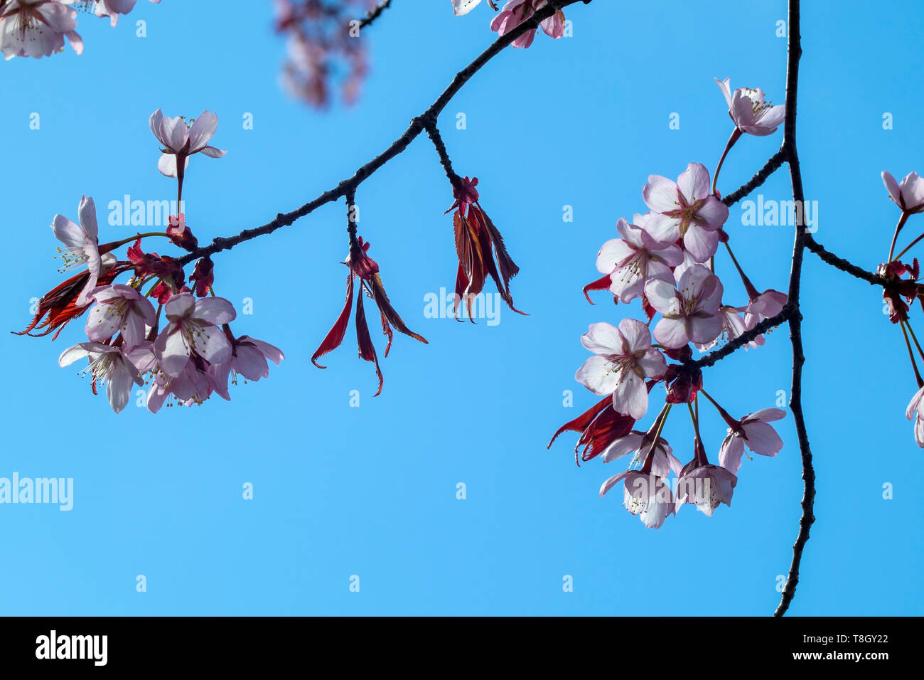 Prunus Sargentii, Sargents Kirsche Baum Blüte, Finnland Europa Stockfoto