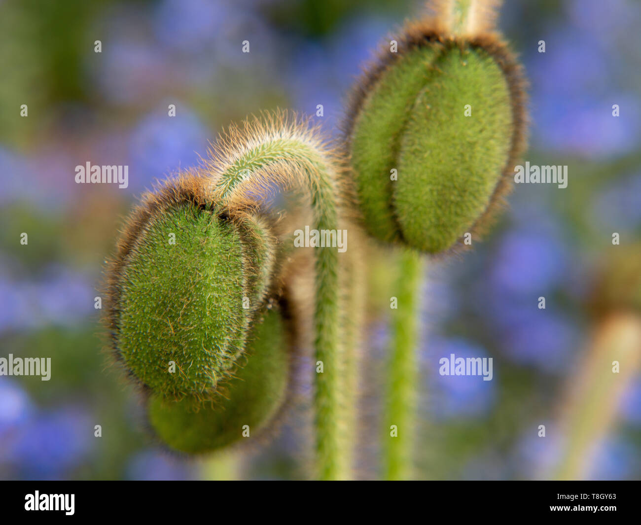 Knospen, poppy flower/Aufgenommen an einem schönen Tag nach dem Regen Stockfoto