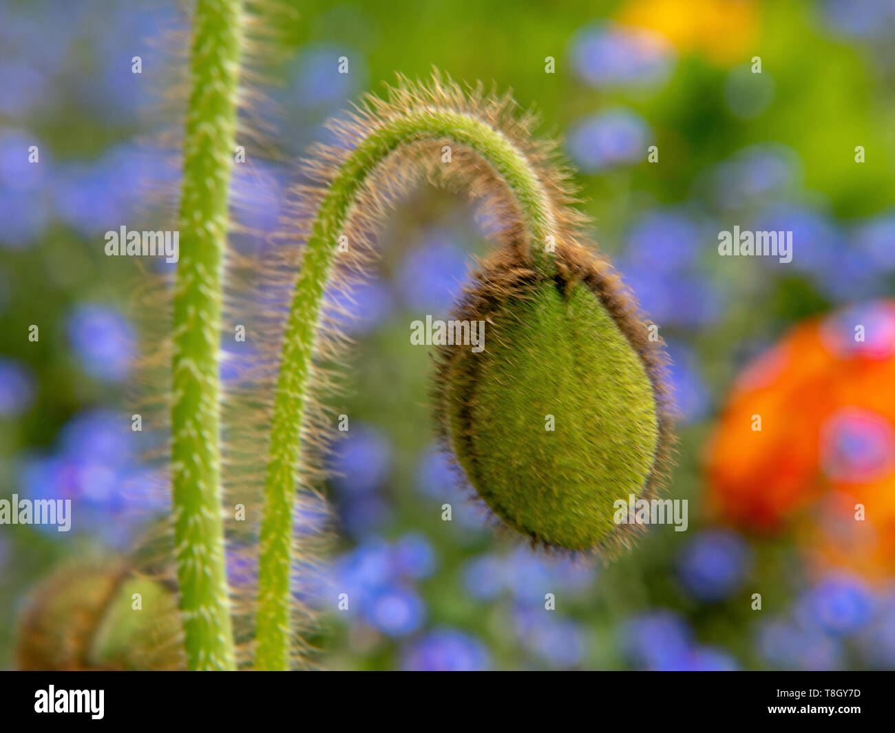 Bud einer Mohnblüte/Aufgenommen an einem schönen Tag nach dem Regen Stockfoto