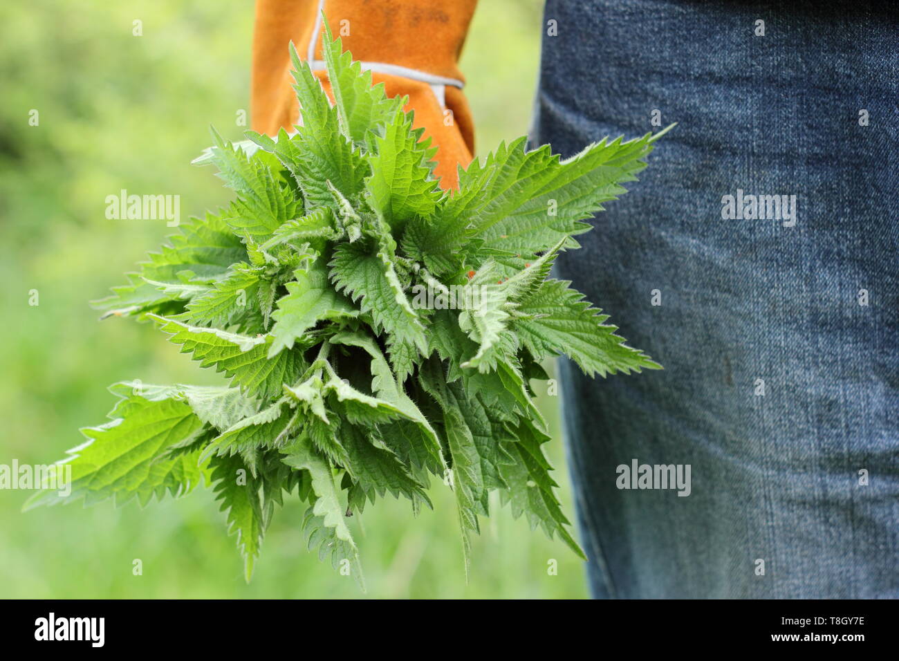 Urtica dioica. Frisch gepflückte Brennnesseln für die Verwendung in der Küche und als Pflanze Dünger-UK Stockfoto