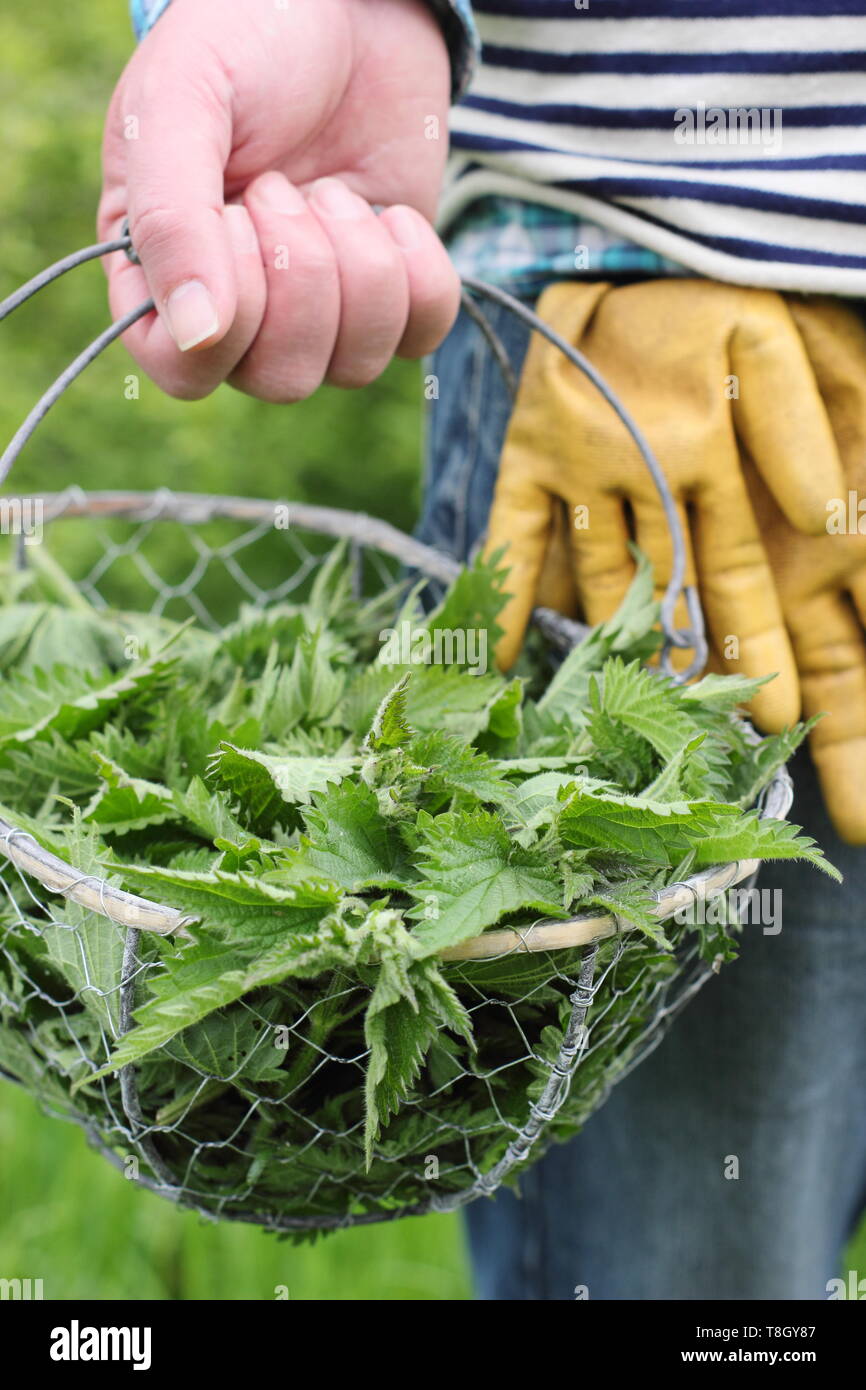 Urtica dioica. Der Mensch trägt frisch junge brennesseln im Drahtkorb für die in flüssige pflanzliche Futtermittel abgeholt - Großbritannien Stockfoto