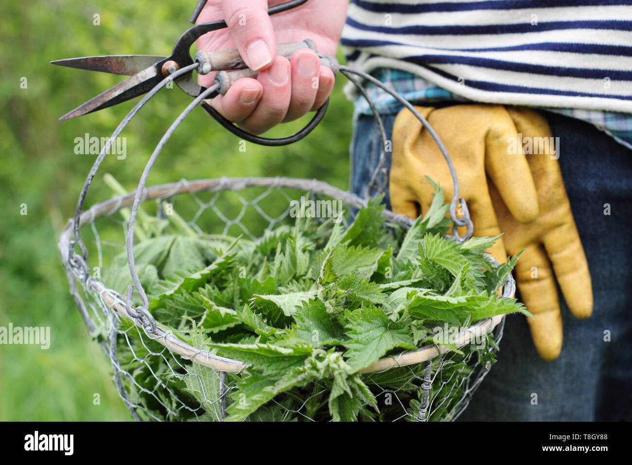 Urtica dioica. Der Mensch trägt frisch junge brennesseln im Drahtkorb für die in flüssige pflanzliche Futtermittel abgeholt - Großbritannien Stockfoto