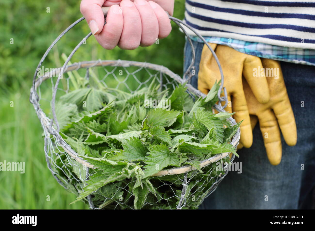 Urtica dioica. Der Mensch trägt frisch junge brennesseln im Drahtkorb für die in flüssige pflanzliche Futtermittel abgeholt - Großbritannien Stockfoto