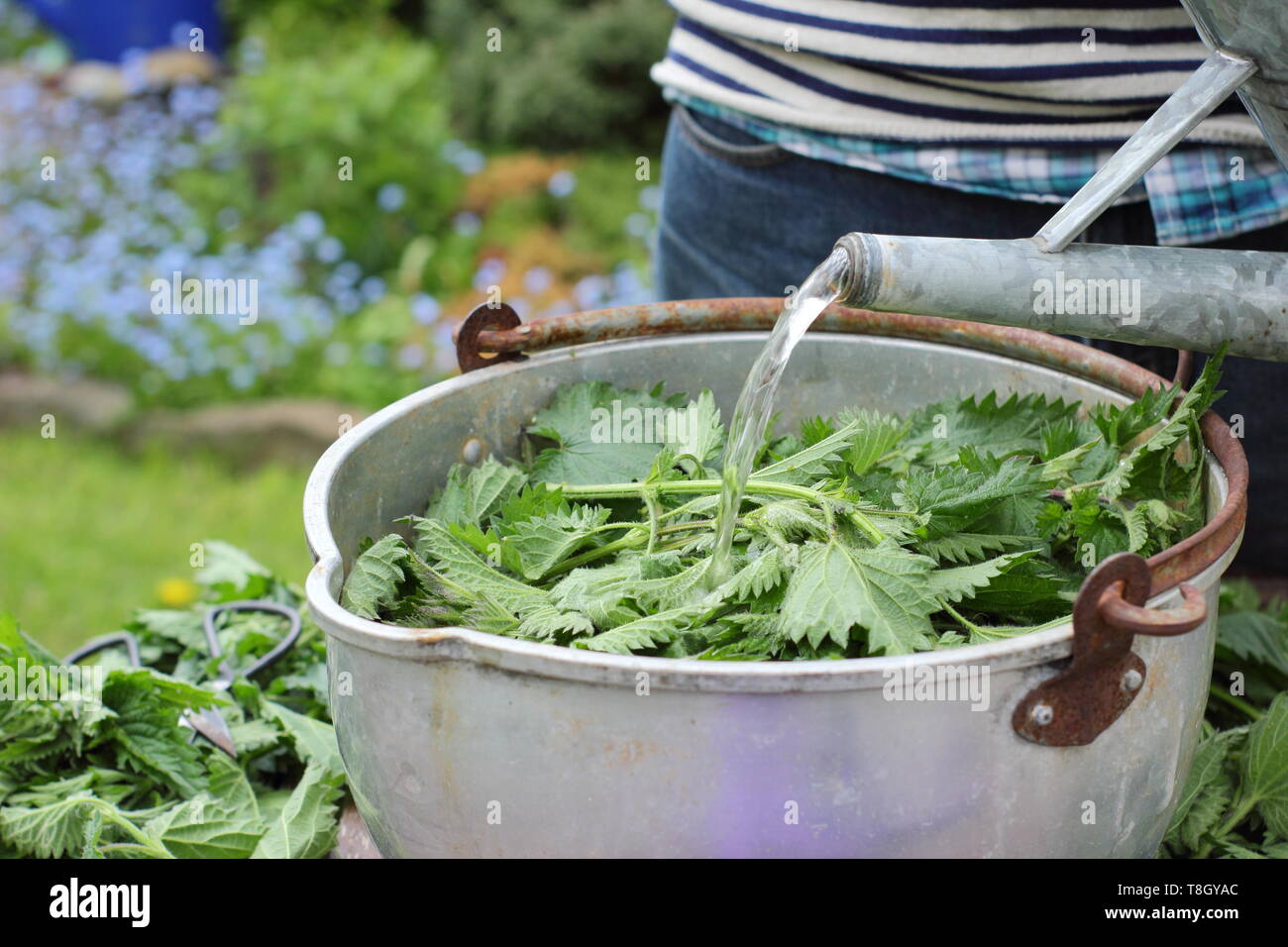 Urtica dioica. Home gemacht flüssigen pflanzlichen Futtermitteln durch das Hinzufügen von Wasser zu Brennnesseln. Großbritannien Stockfoto