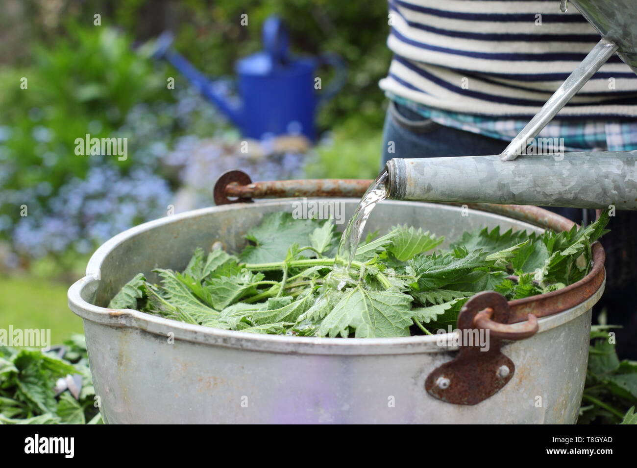 Urtica dioica. Home gemacht flüssigen pflanzlichen Futtermitteln durch das Hinzufügen von Wasser zu Brennnesseln. Großbritannien Stockfoto