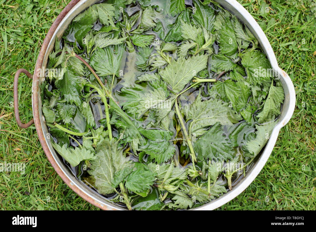 Urtica dioica. Brennnesseln in Wasser getaucht flüssigen pflanzlichen Futtermitteln zu machen - Großbritannien Stockfoto