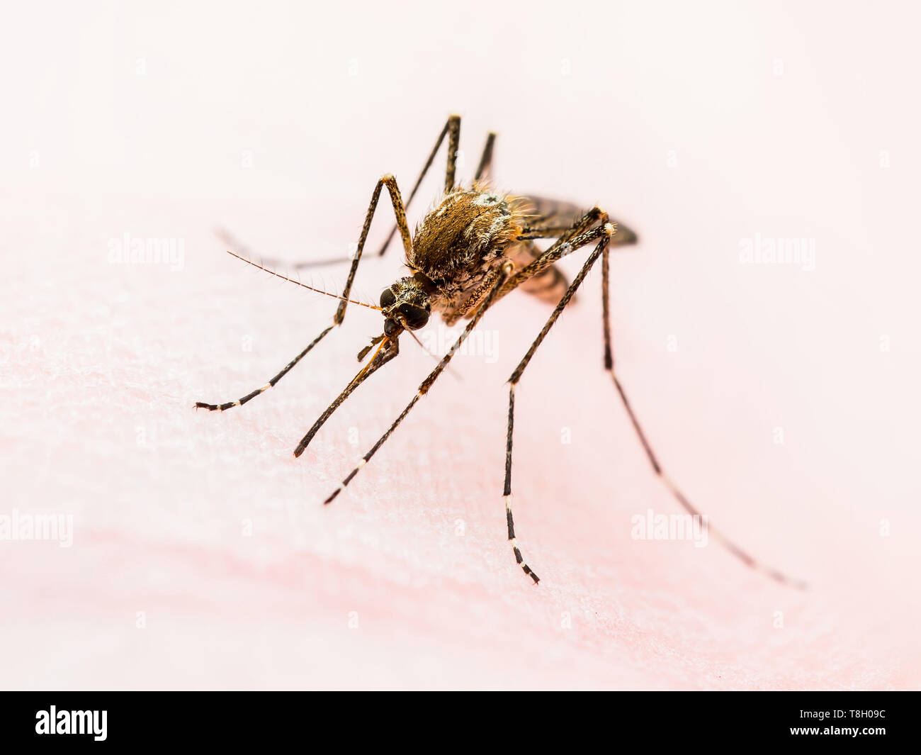 Gelbfieber Malaria Dengue Fieber Oder Zika Virus Infizierte Mucken Insekten Makro Stockfotografie Alamy
