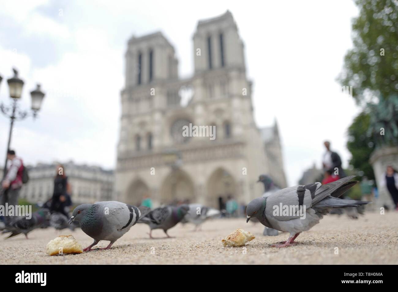 Frankreich, Paris, Taube vor Notre Dame de Paris. Stockfoto