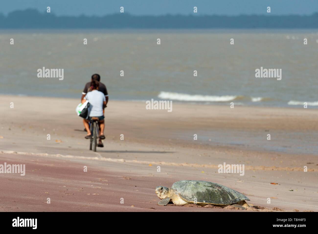 Frankreich, Französisch Guyana, Naturpark Amana, Olive Ridley Sea turtle (Lepidochelys olivacea) Stockfoto