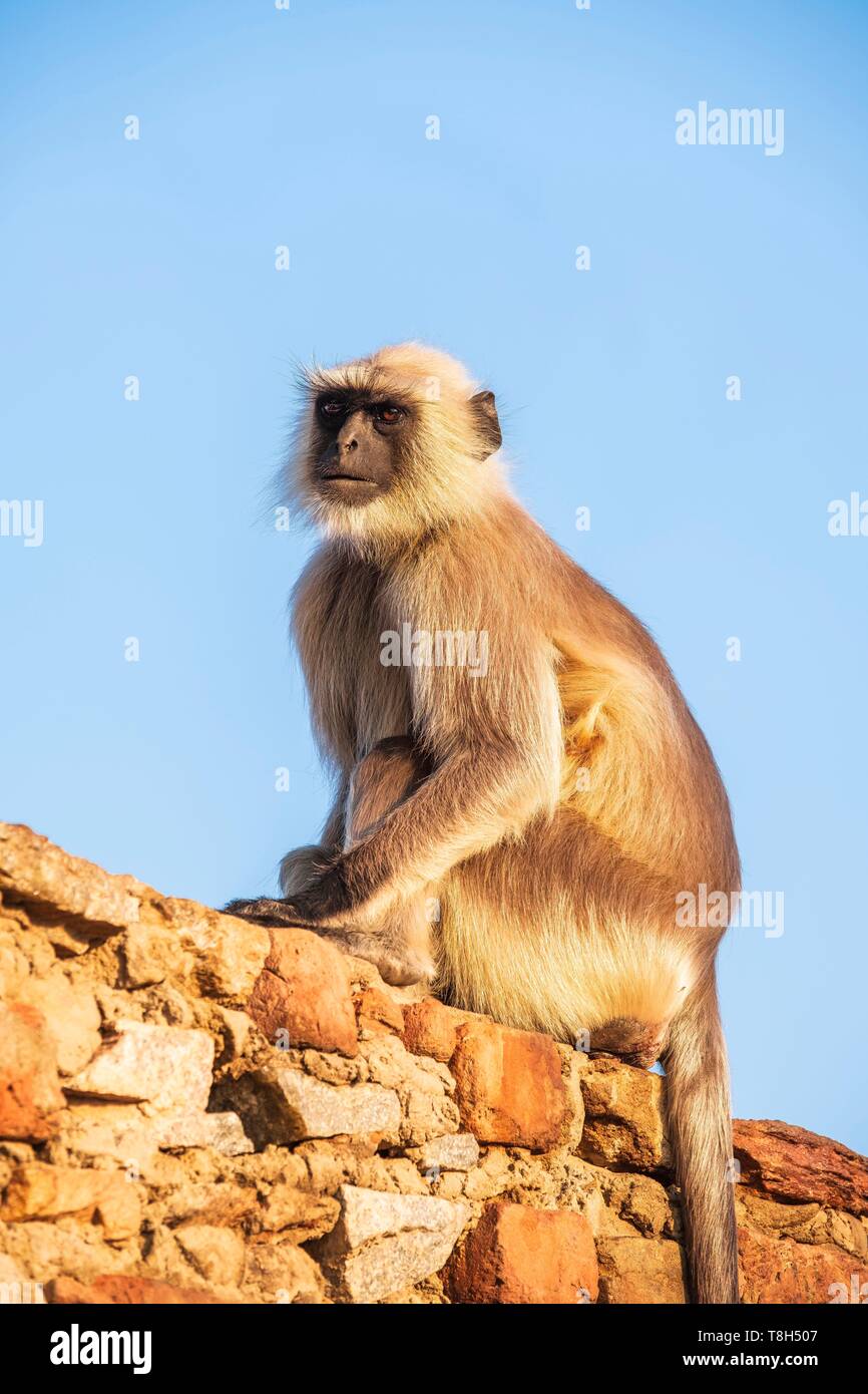Indien, Rajasthan, Pushkar, heilige Stadt der Hindus, Affen um Savitri Tempel an der Spitze des Ratnagiri Hil Stockfoto