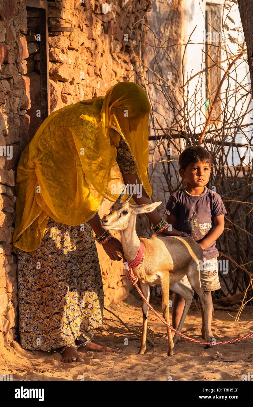 Indien, Rajasthan, Osiyan, das Tor zur Wüste Thar, gezähmte Gazelle Stockfoto