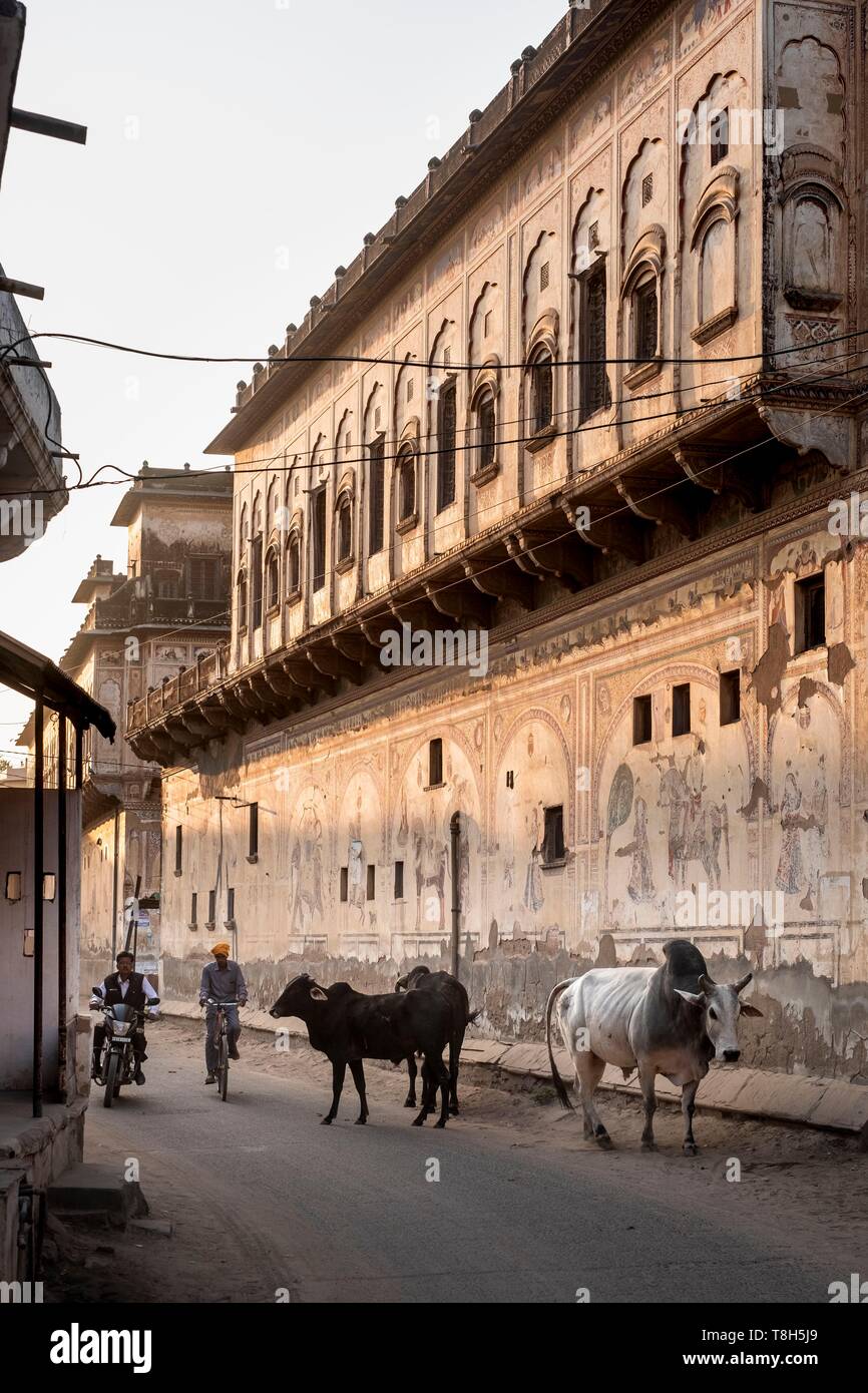 Indien, Rajasthan, Shekhawati Region, Nawalgarh, Kühe auf der Straße am Fuße des Haveli Stockfoto