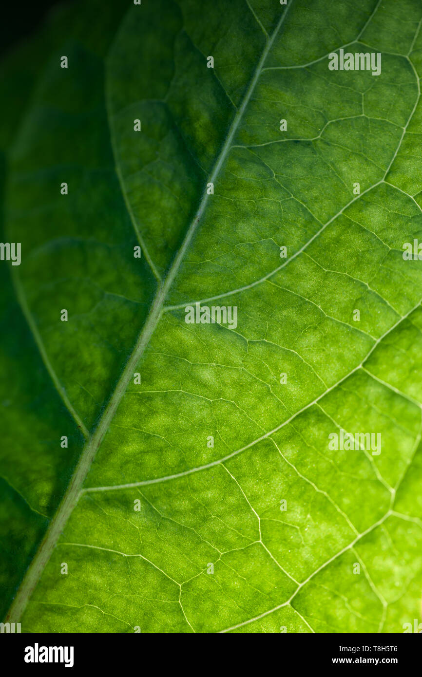 Natur Grün abstrakt Hintergrund mit hellen Blatt Textur, Back Light vertikale Makro Foto mit selektiver Weichzeichner Stockfoto