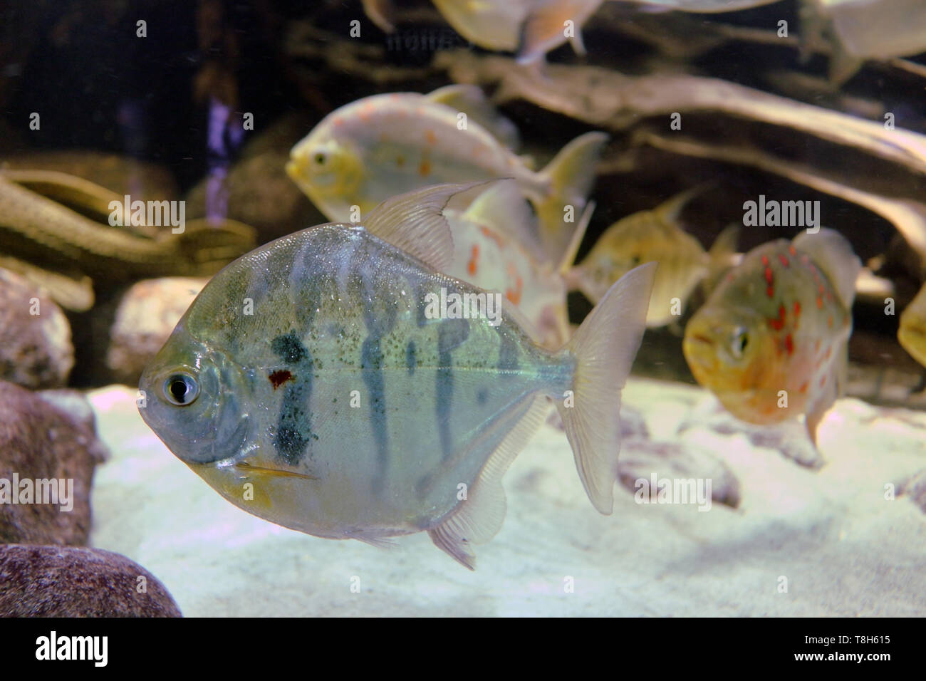 Marine Aquarium Fische sind wunderbar! Farbenfroh und charmant, das Salzwasser Fische haben bereits Begleiter von mehreren Familien üben aquarism geworden. Stockfoto