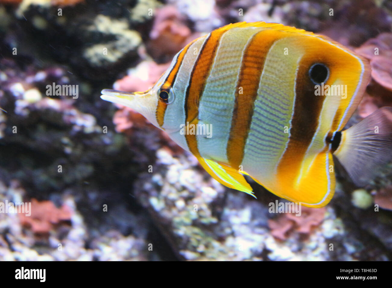 Marine Aquarium Fische sind wunderbar! Farbenfroh und charmant, das Salzwasser Fische haben bereits Begleiter von mehreren Familien üben aquarism geworden. Stockfoto