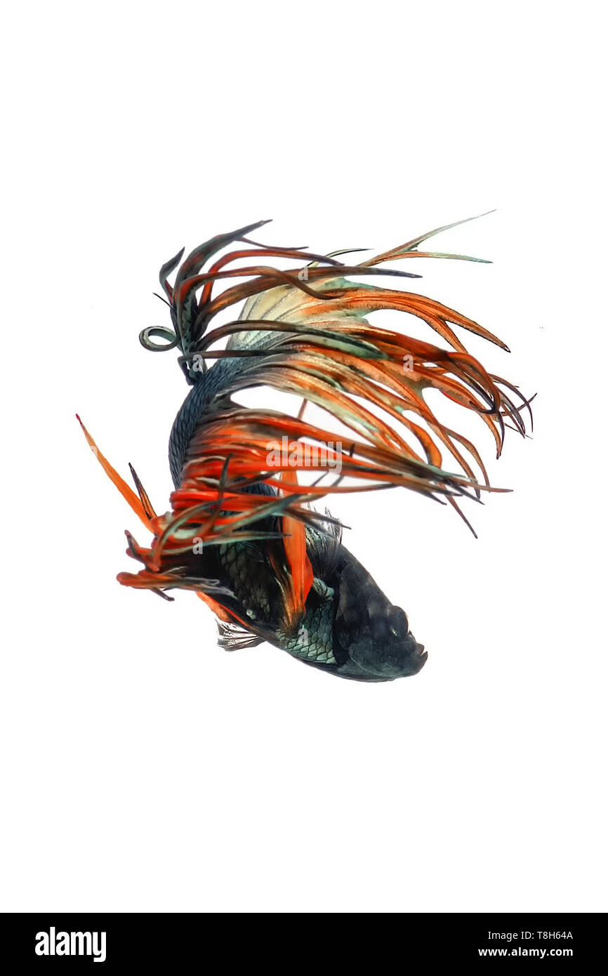 Porträt einer Crowntail Betta Fisch, Indonesien Stockfoto
