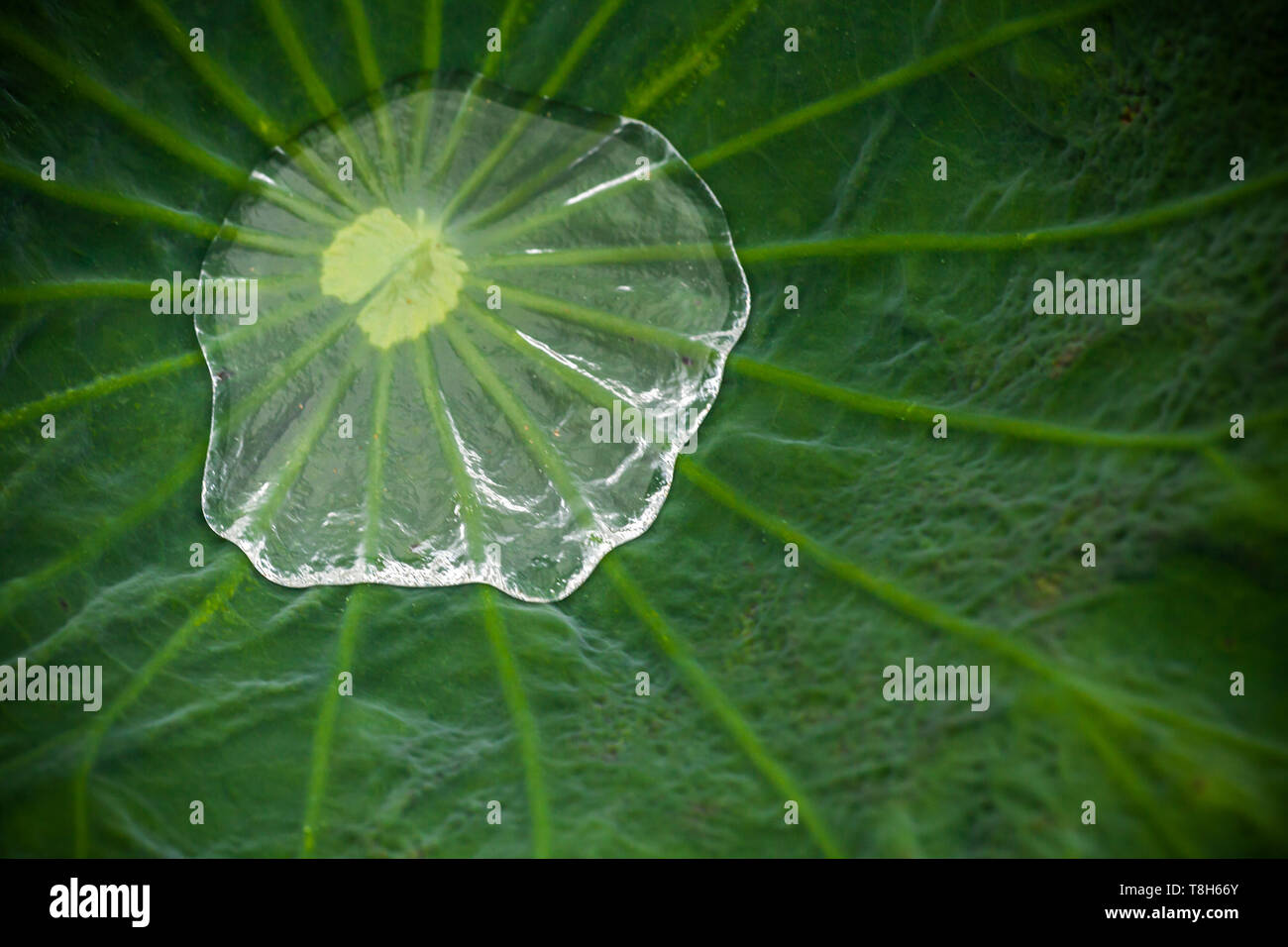 Natürliche Hintergrund Foto mit frischem Grün lotus Blatt und Wasser darin. Makro Foto mit selektiver Weichzeichner Stockfoto