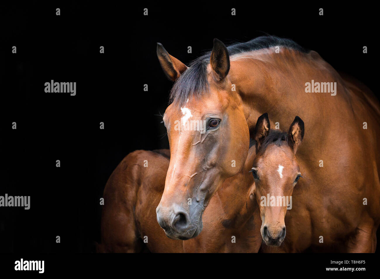 Mecklenburger Warmblut. Portrait von Bay Stute mit Fohlen, auf schwarzem Hintergrund gesehen. Deutschland Stockfoto