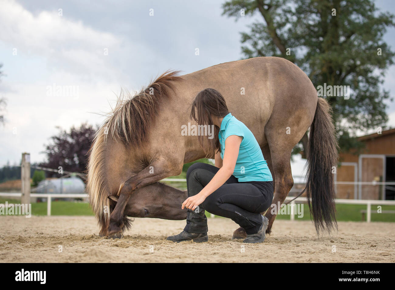 Islandpferd. Junge Frau, Dun mare a titibit, Training für die circensic Lektion Kompliment. Österreich Stockfoto
