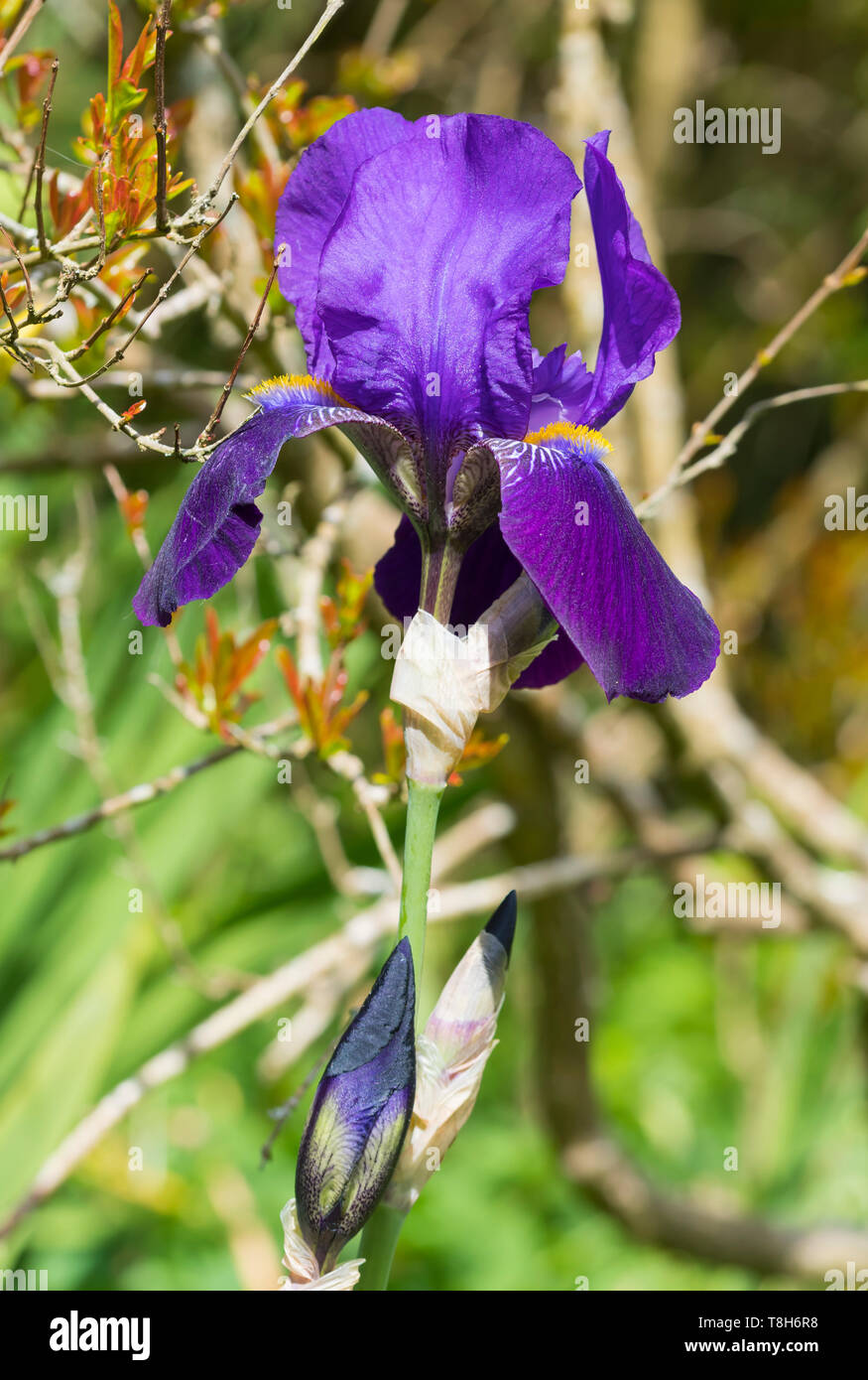 Bearded Iris (Iris germanica), deep purple oder violetten Farben, sehr großen Blenden in einem Garten im Frühjahr (Mai) in West Sussex, UK. Porträt. Vertikale. Stockfoto
