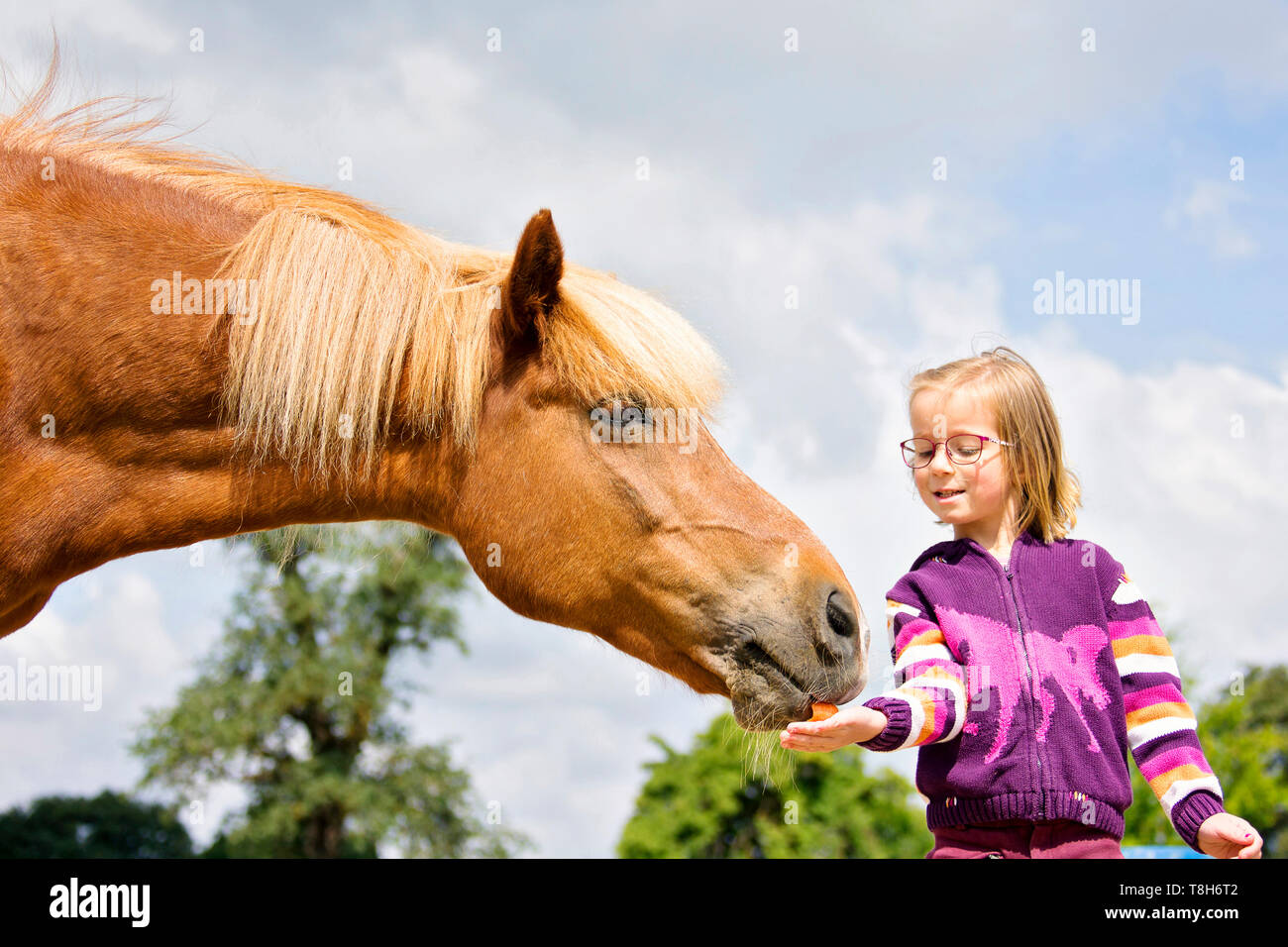 Islandpferd. Mädchen geben Chestnut Mare eine Belohnung. Österreich Stockfoto