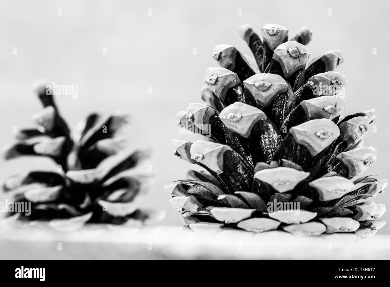 Schöne Tannenzapfen. Schwarz und Weiß Foto Stockfoto