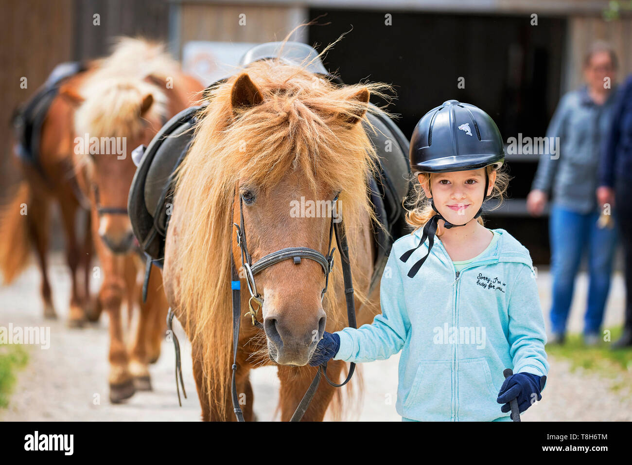 Islandpferd. Mädchen führenden Kastanie Pferd. Österreich Stockfoto