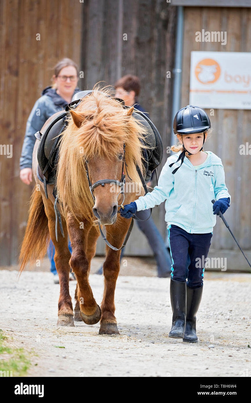 Islandpferd. Mädchen führenden Kastanie Pferd. Österreich Stockfoto