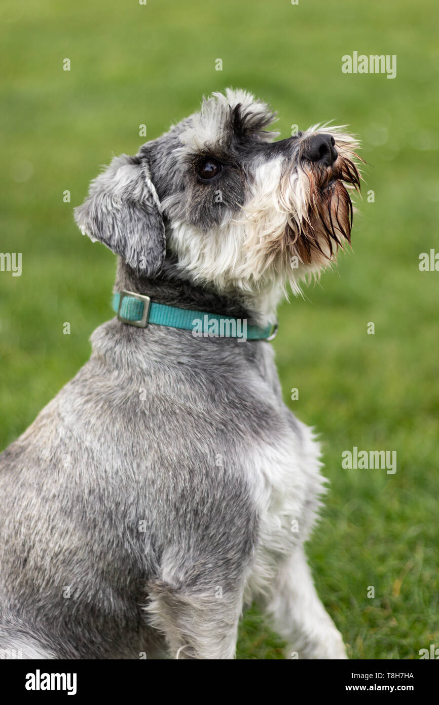 Hund-Porträt Stockfoto