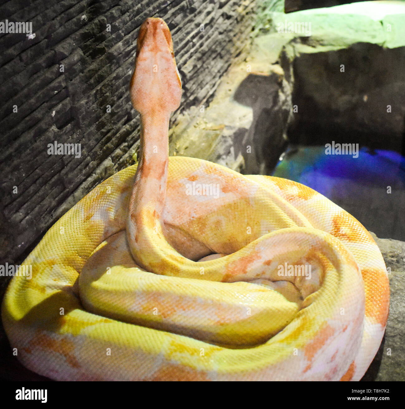 Gelbe grosse Schlange auf weißem Hintergrund. Der Ball python (Python regius), auch als Royal python bekannt, ist ein Python Arten in den gefunden - Sahar Stockfoto