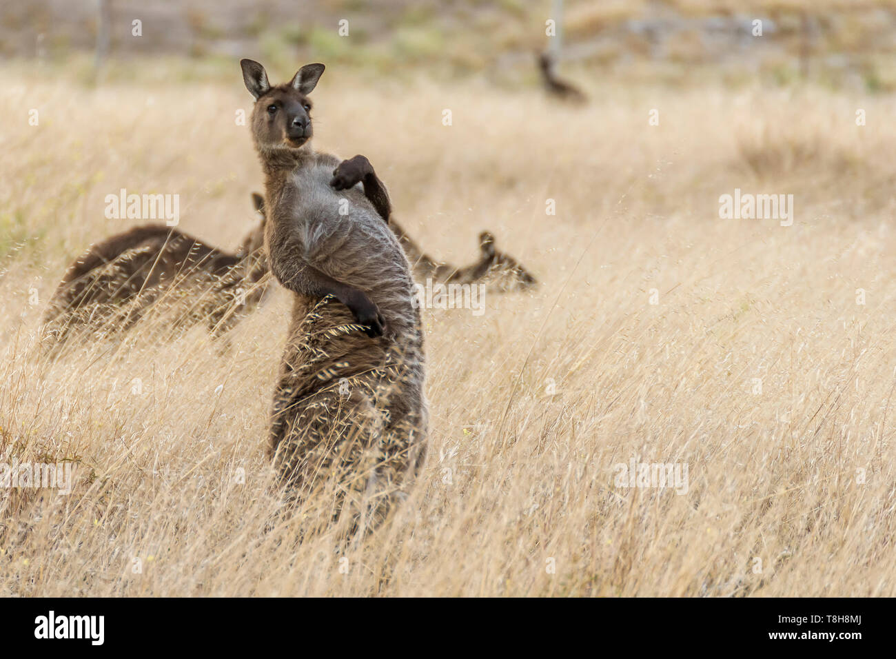 Schöne kangaroo nimmt auf eine merkwürdige Position und eine lustige Ausdruck, Kangaroo Island, Südaustralien Stockfoto