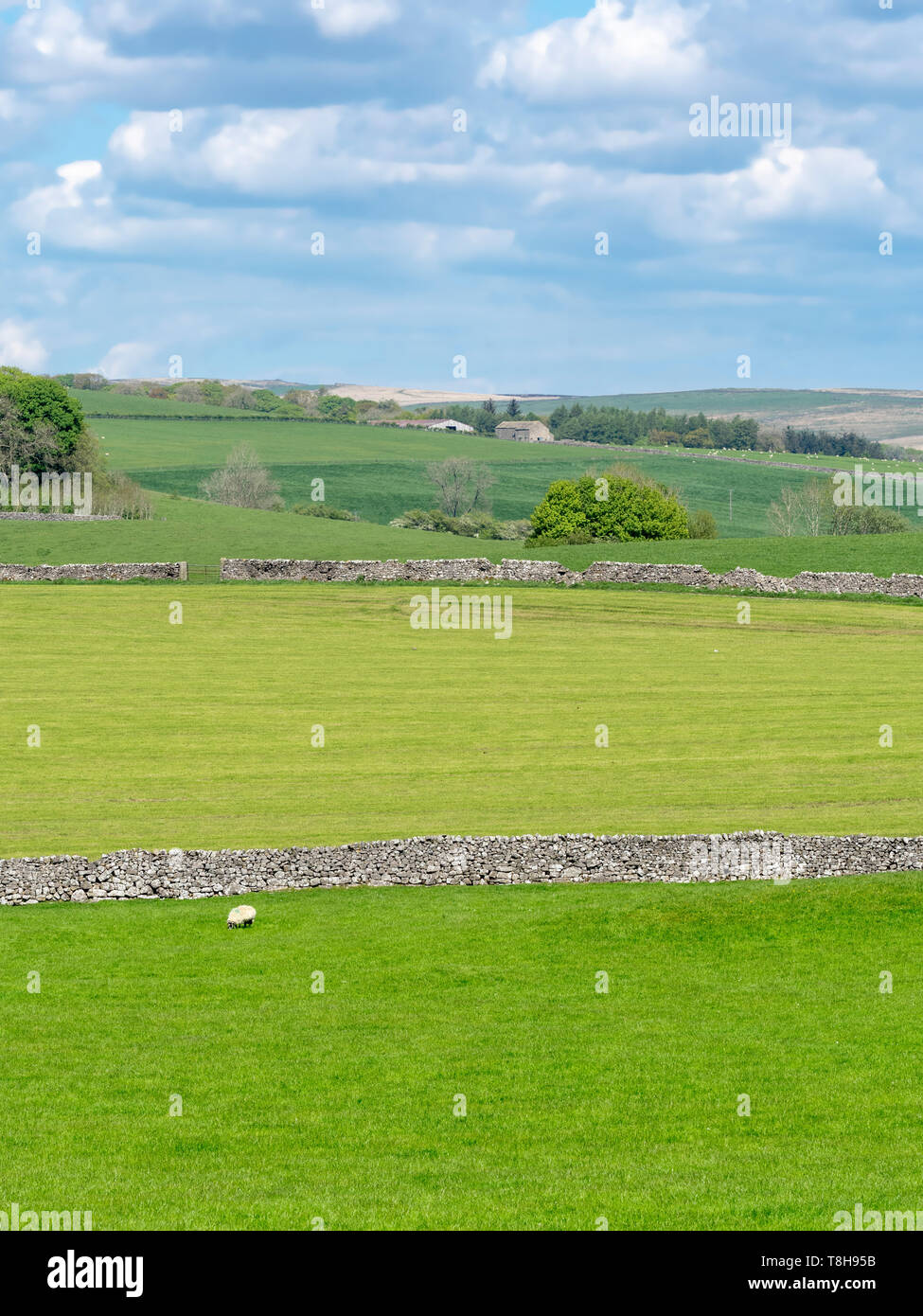 Typische Yorkshire Dales Landschaft mit grünen Feldern und Trockenmauern. Stockfoto