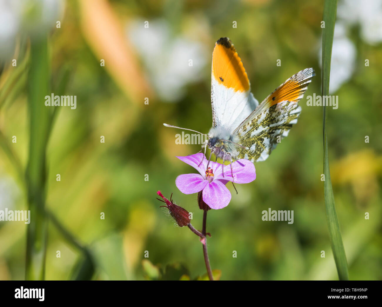 Männliche orange tip Butterfly (Orange gespitzt, schmetterling, Anthocharis cardamines) sitzt auf einem rosa Blume in einem Garten im Frühjahr (Mai) in West Sussex, UK. Stockfoto