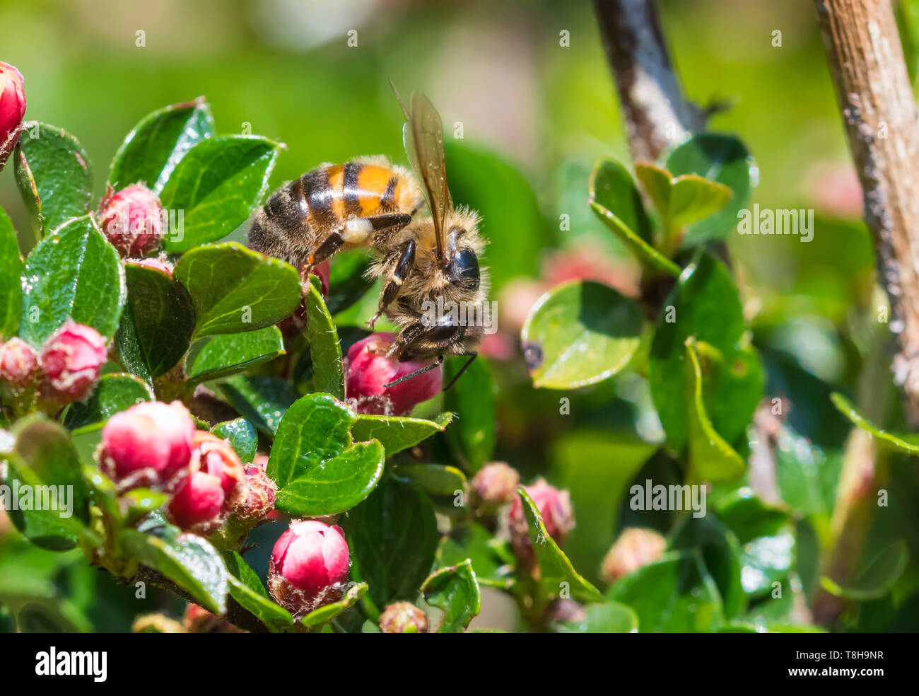 Die westliche Honigbiene (Apis mellifera), aka Europäischen Honigbiene, auf einer Pflanze mit roten Knospen im Frühjahr (Mai) in West Sussex, England, UK. Bienen. Stockfoto