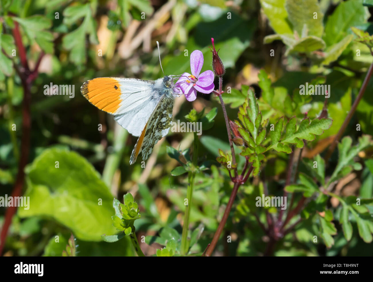 Männliche orange tip Butterfly (Orange gespitzt, schmetterling, Anthocharis cardamines) sitzt auf einem rosa Blume in einem Garten im Frühjahr (Mai) in West Sussex, UK. Stockfoto