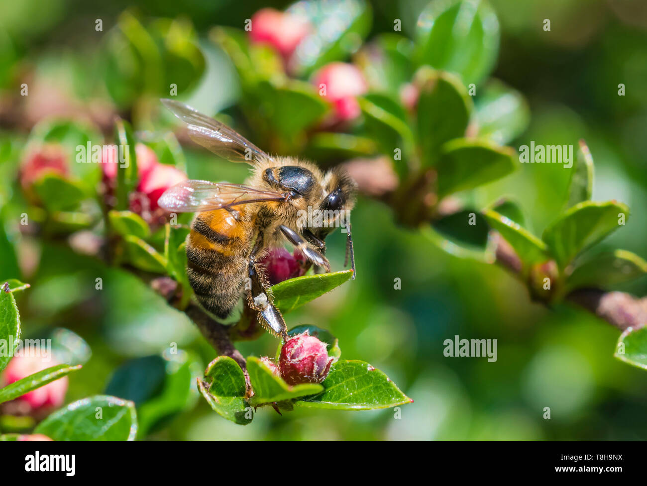 Die westliche Honigbiene (Apis mellifera), aka Europäischen Honigbiene, auf einer Pflanze mit roten Knospen im Frühjahr (Mai) in West Sussex, England, UK. Honigbienen. Stockfoto