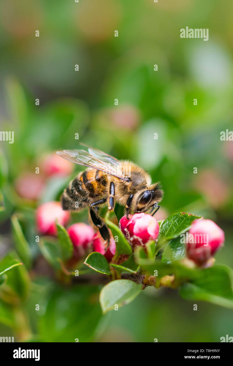 Die westliche Honigbiene (Apis mellifera), aka Europäischen Honigbiene, auf einer Pflanze mit roten Knospen im Frühjahr (Mai) in West Sussex, UK. Porträt mit kopieren. Stockfoto