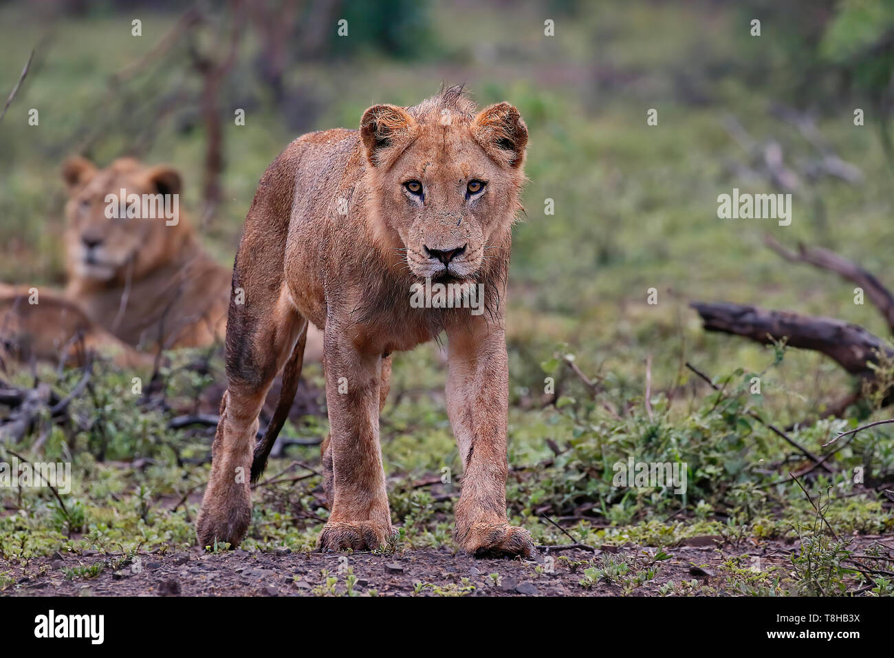 Junge heranwachsende männliche Löwen Panthera leo Erkunden einer nassen Kruger National Park Südafrika Stockfoto