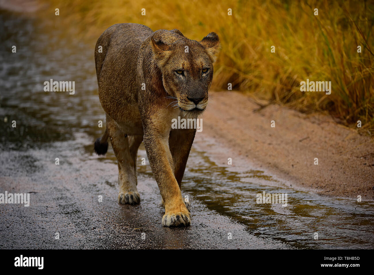 Schwangere Löwe Panthera leo Wandern mit Absicht, Krüger Nationalpark, Südafrika Stockfoto