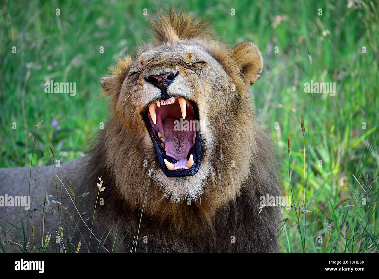 Männliche Löwe Panthera leo Gähnen baring Zähne, Krüger Nationalpark, Südafrika Stockfoto