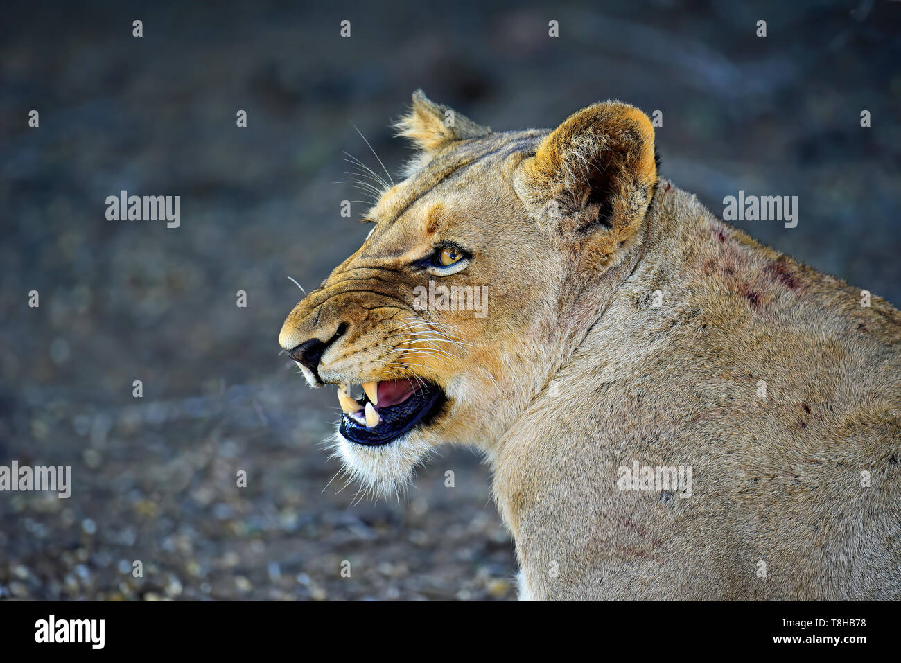 Löwe Panthera leo knurrend an anderen stolz Mitglieder Kruger National Park Südafrika Stockfoto