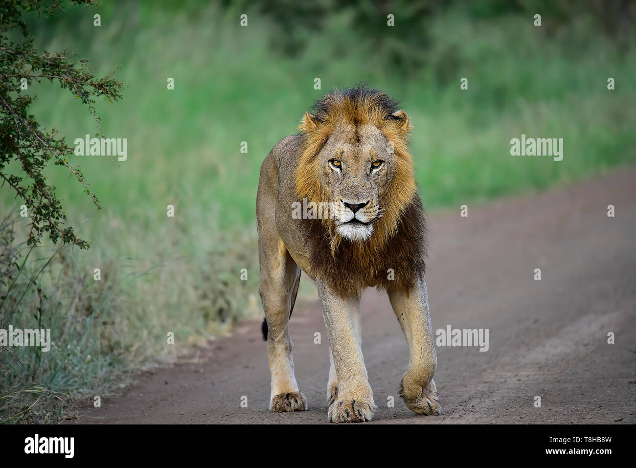 Lion dunkel Maned Panthera leo patrouillieren Gebiet Kruger National Park Südafrika Stockfoto