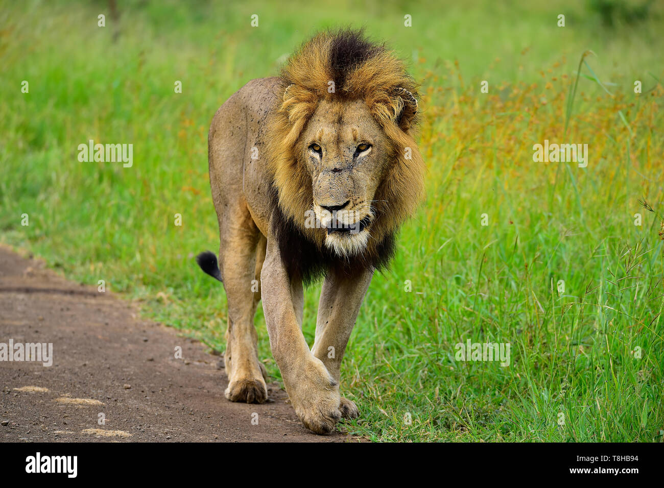 Reife Männliche Löwe Panthera leo patrouillieren, um sein Territorium Kruger National Park Südafrika Stockfoto