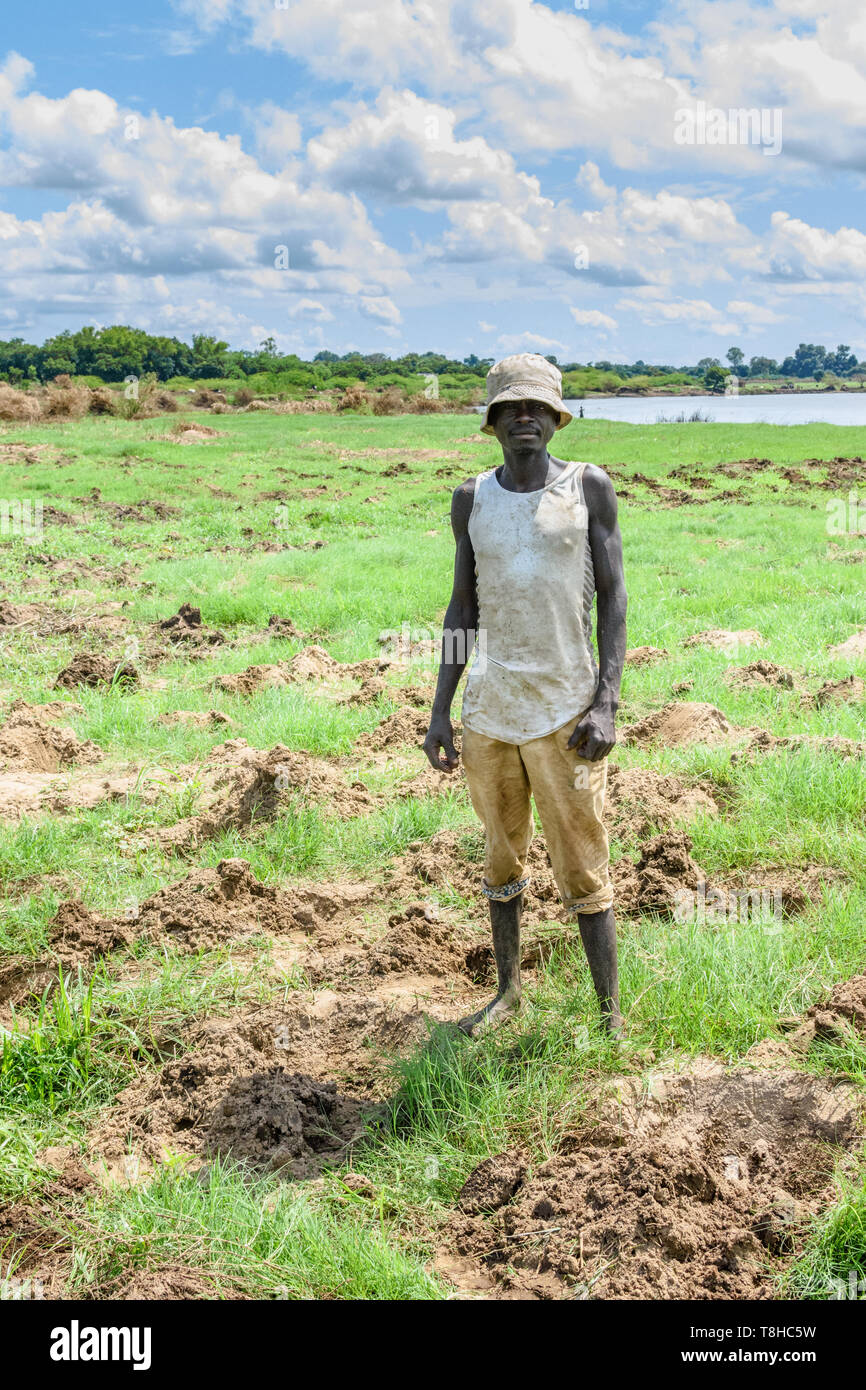 In einem Gebiet von Malawi von Überschwemmungen nach Zyklon ein Mann replants in seinem Feld Mais in der Nähe des Shire Flusses Stockfoto