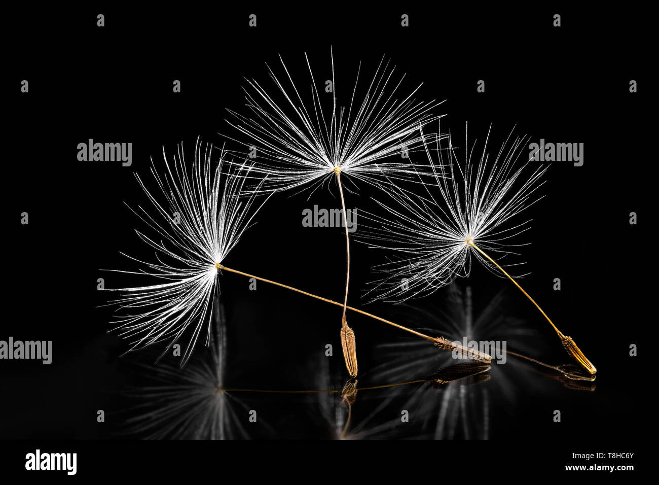 Gemeinsame Löwenzahn Samen. Künstlerische Nahaufnahme. Taraxacum officinale. Melancholie noch leben. Gruppe von zarten Flaum. Reflexion auf glänzenden schwarzen Hintergrund. Stockfoto