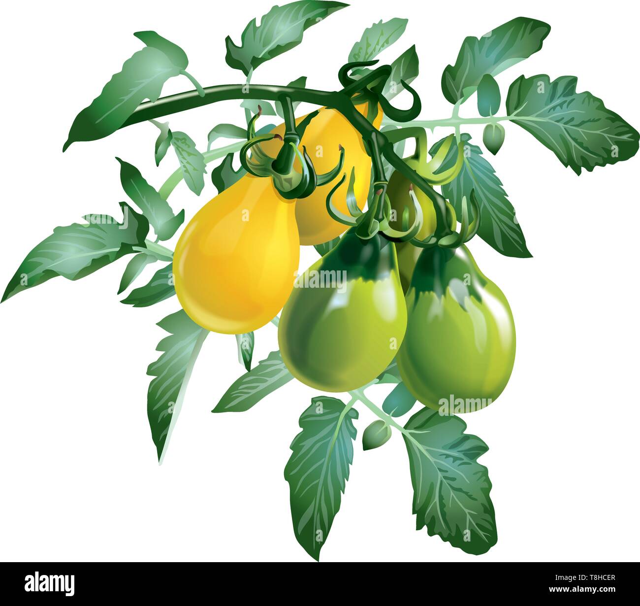 Reife, gelbe und unreife grüne Tomaten mit grünen Blättern auf einem weißen Hintergrund. Isoliert. Vektor Stock Vektor