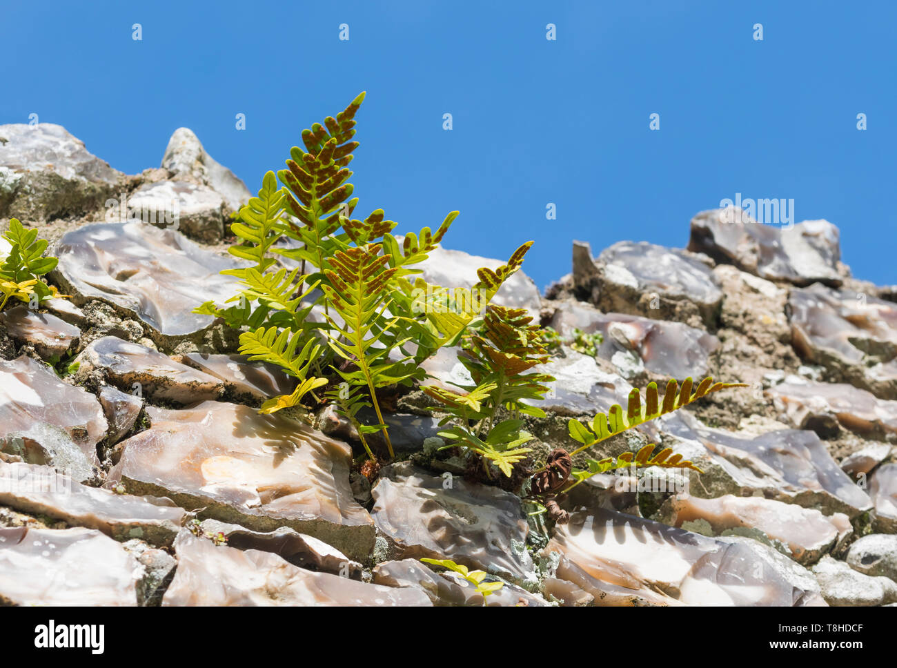 Polypodium im winter Fotos und Bildmaterial in hoher Auflösung Alamy